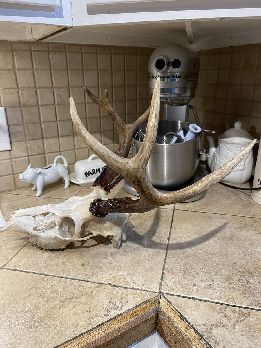 homesteader23's tweet photo. Finished boiling my deers head I just have to find the nose bones in the pot #buck #deerhunting #nontypical #euromount https://t.co/3nUL4bfU84