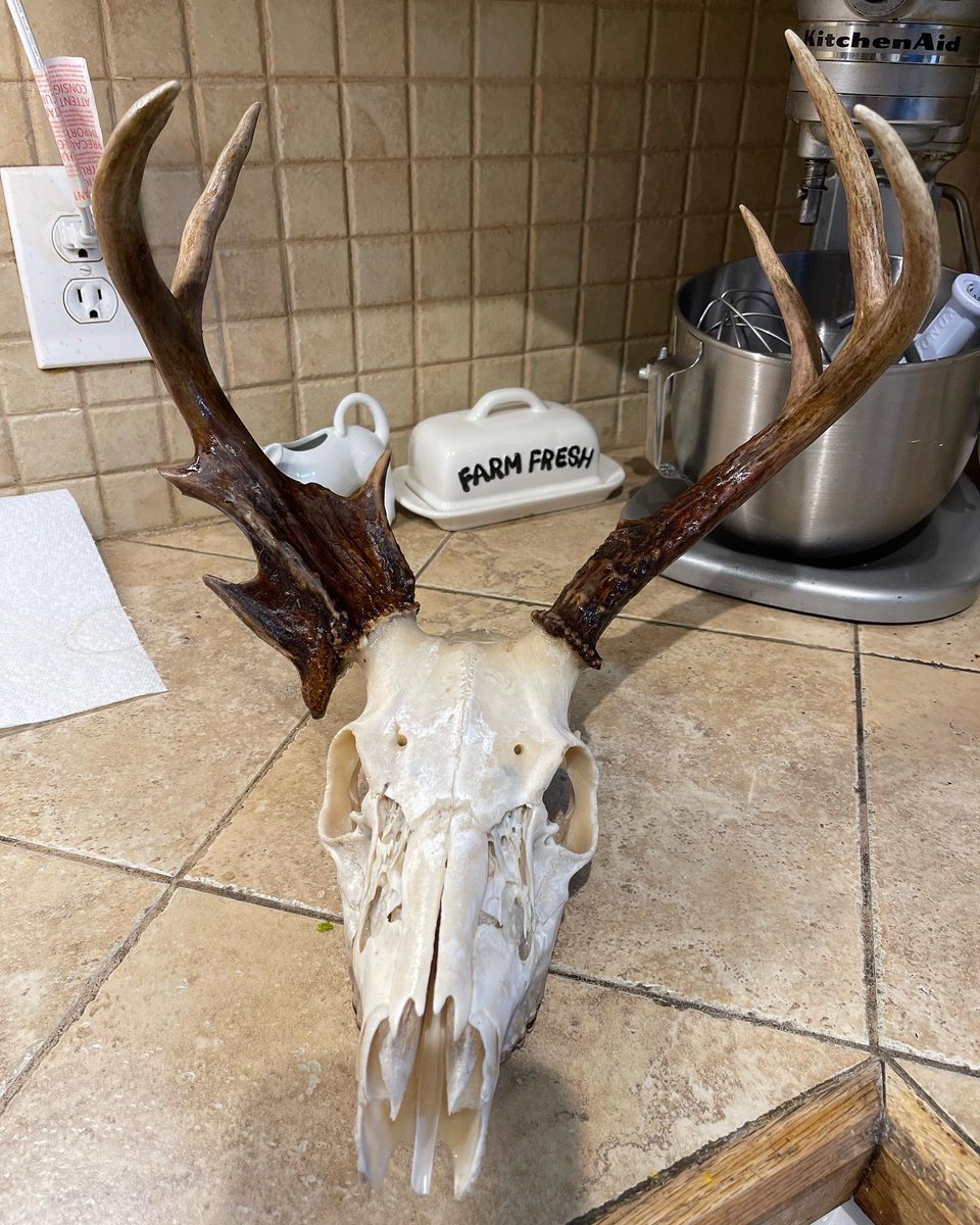 homesteader23's tweet photo. Finished boiling my deers head I just have to find the nose bones in the pot #buck #deerhunting #nontypical #euromount https://t.co/3nUL4bfU84
