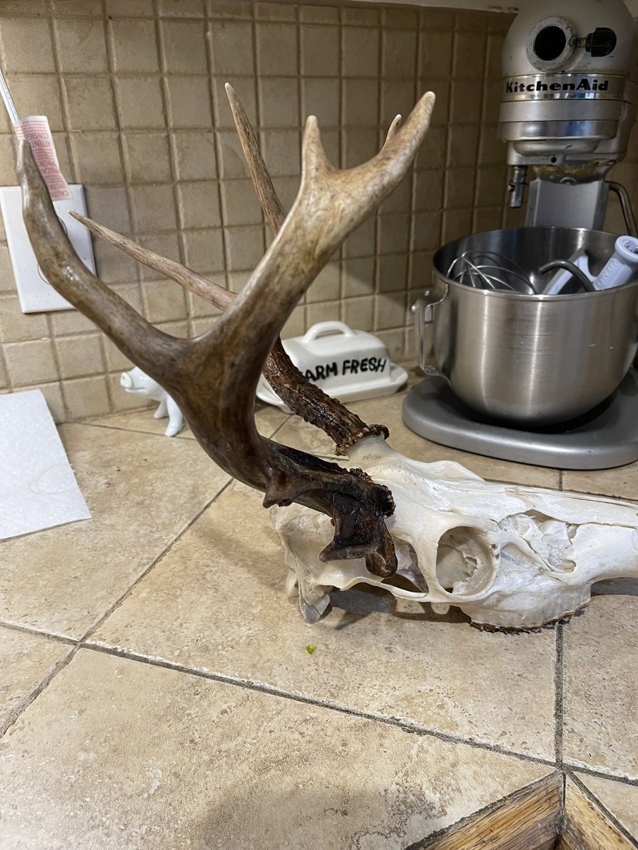 homesteader23's tweet photo. Finished boiling my deers head I just have to find the nose bones in the pot #buck #deerhunting #nontypical #euromount https://t.co/3nUL4bfU84