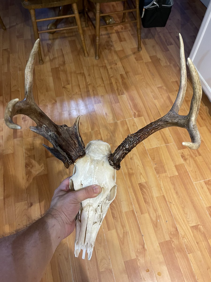 homesteader23's tweet photo. Finished boiling my deers head I just have to find the nose bones in the pot #buck #deerhunting #nontypical #euromount https://t.co/3nUL4bfU84