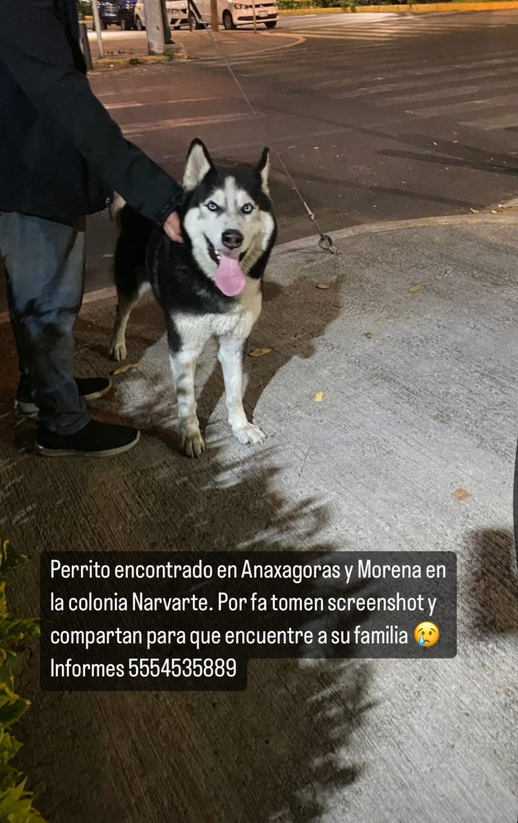 Narvarte_civico's tweet photo. Reportan perrito encontrado en #Narvarte. Alguien lo reconoce? Por favor RT @NarvarteVecinos @En_Narvarte @_Narvarte @En_laDelValle @narvarteinfo @Narvarteando_ https://t.co/1tZ4tQlrTG