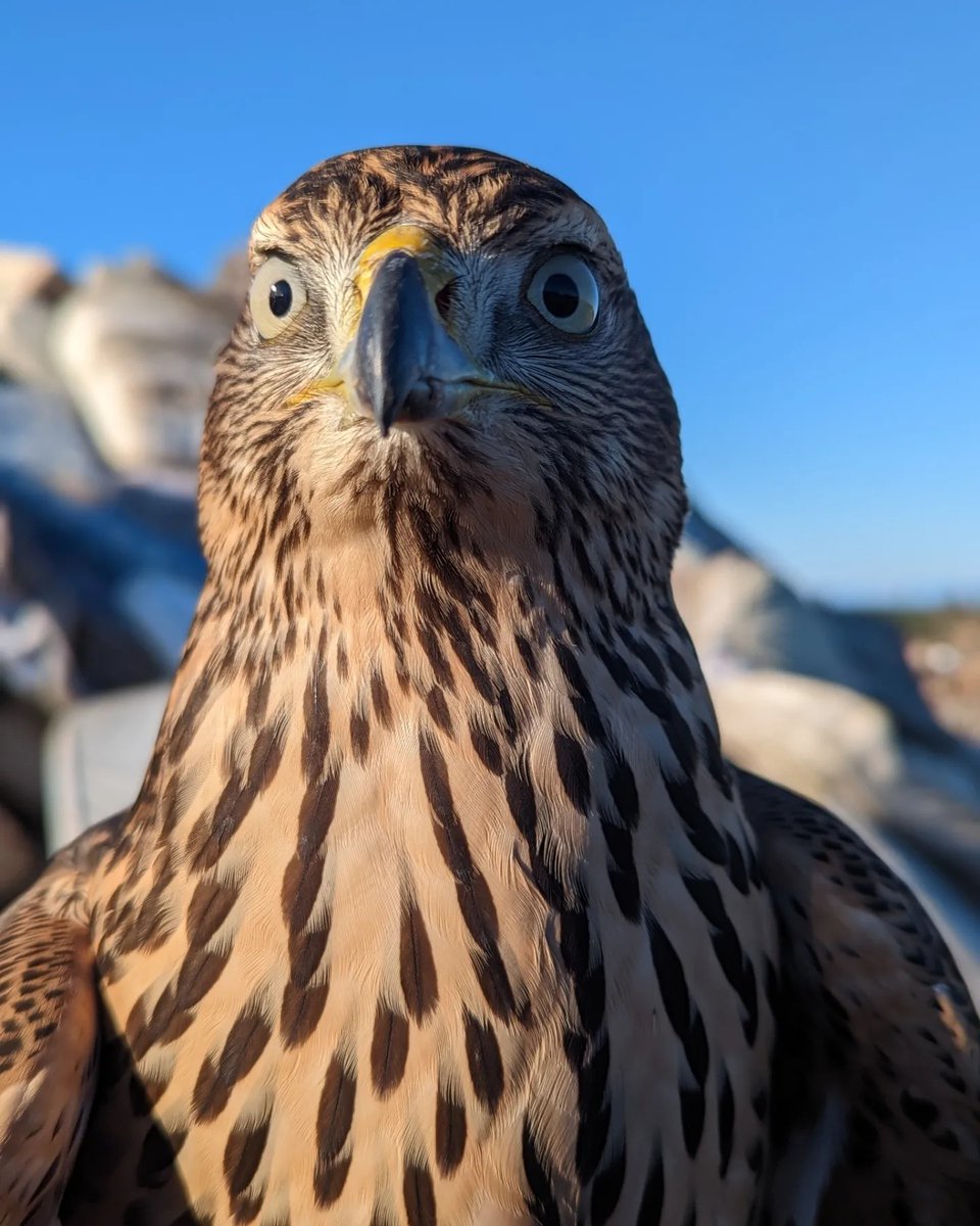 Falconers have trained goshawks for more than 2,000 years?! The birds were once called “cook’s hawk” for their success at snaring meat for the pot. 

(Persephone, Goshawk)