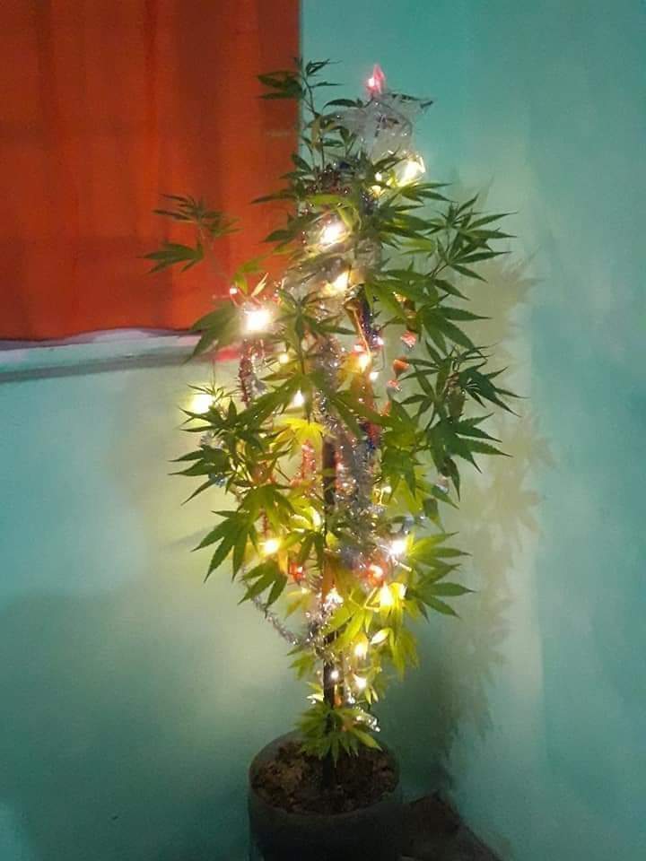 stephanycitlal1's tweet image. @OyeOnlyFriends
@Oyeminerva 🌷🌷🌷  
@Oye897 
@ClubOyeStars
#CooLturaPop 
#TipicoQue pongamos el arbolito de navidad en estás fechas