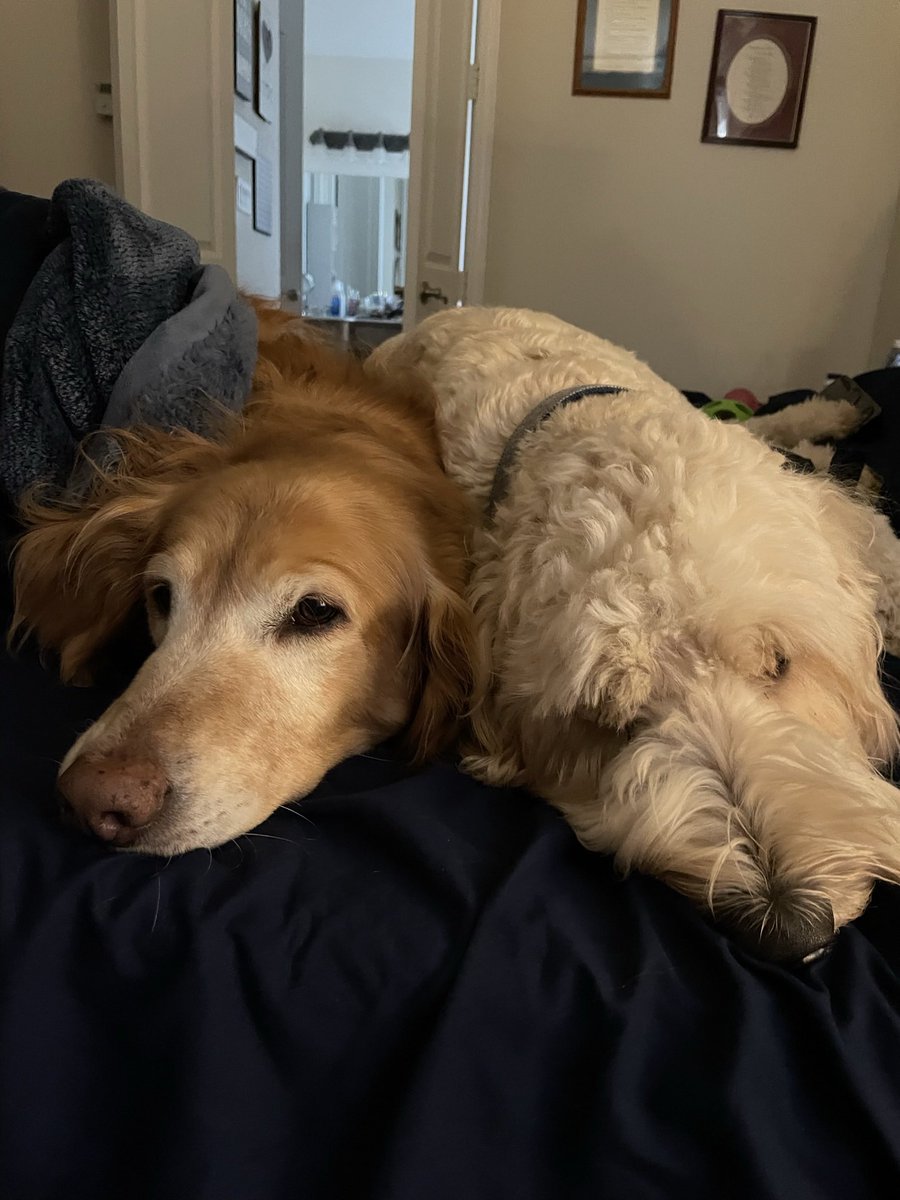 kdw16's tweet photo. #WMSGratitude day 29.  Someone who lives with me is my husband and dogs.  Year 3 of being empty nesters and still going strong!! #FISDmadetoshine @Dakanz https://t.co/Z4Wjw6j7fv