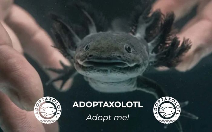 AristeguiOnline's tweet photo. ¿Quieres adoptar un ajolote de manera virtual? La UNAM lanza el programa para hacerlo ¡Checa los detalles aquí!
https://t.co/DIv9AOqe12 https://t.co/OAnQTkQwgy