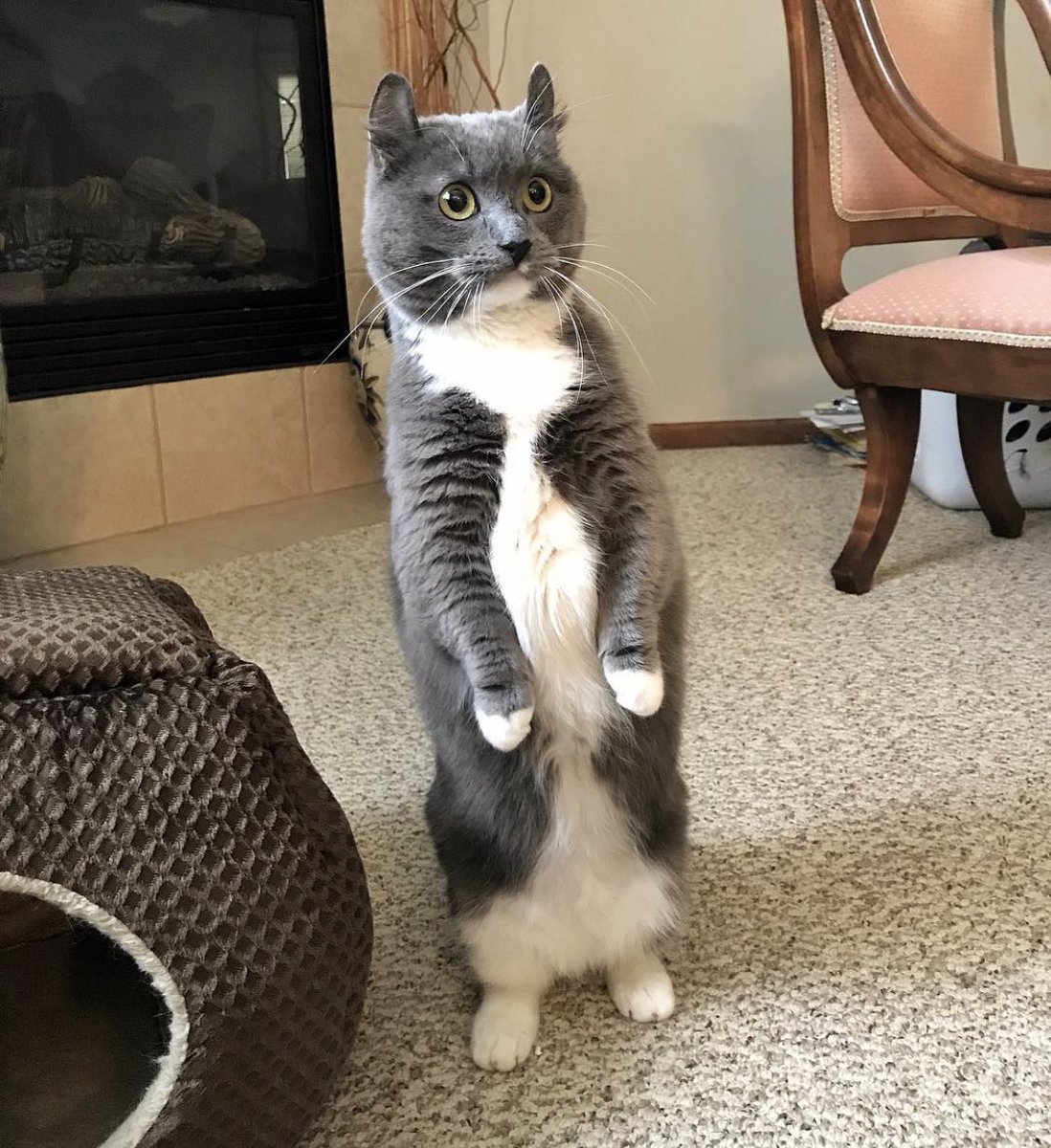 CatsThatAreCool's tweet photo. Stand up for free speech!! https://t.co/7giw45Qs7O