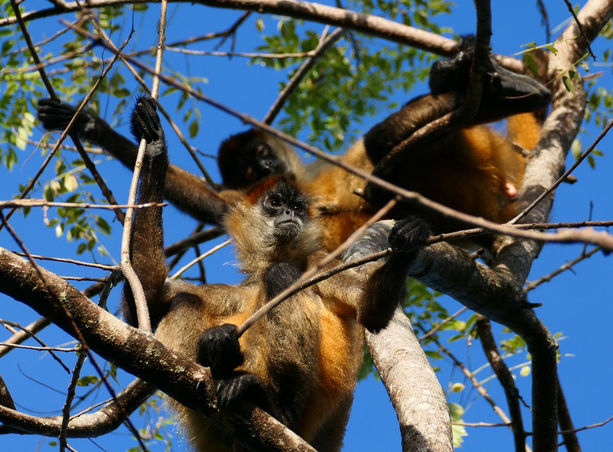 AMelinLab's tweet photo. A short thread of monkey moments. First up- some spiders enjoying the sunny morning! Maybe the dry season @ACGuanacaste is on its way after all. https://t.co/kEKHd07eaT