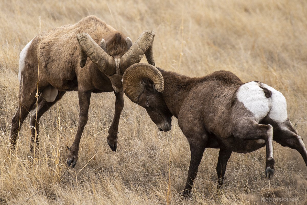 One Day Badlands National Park Itinerary, image size:1200x800