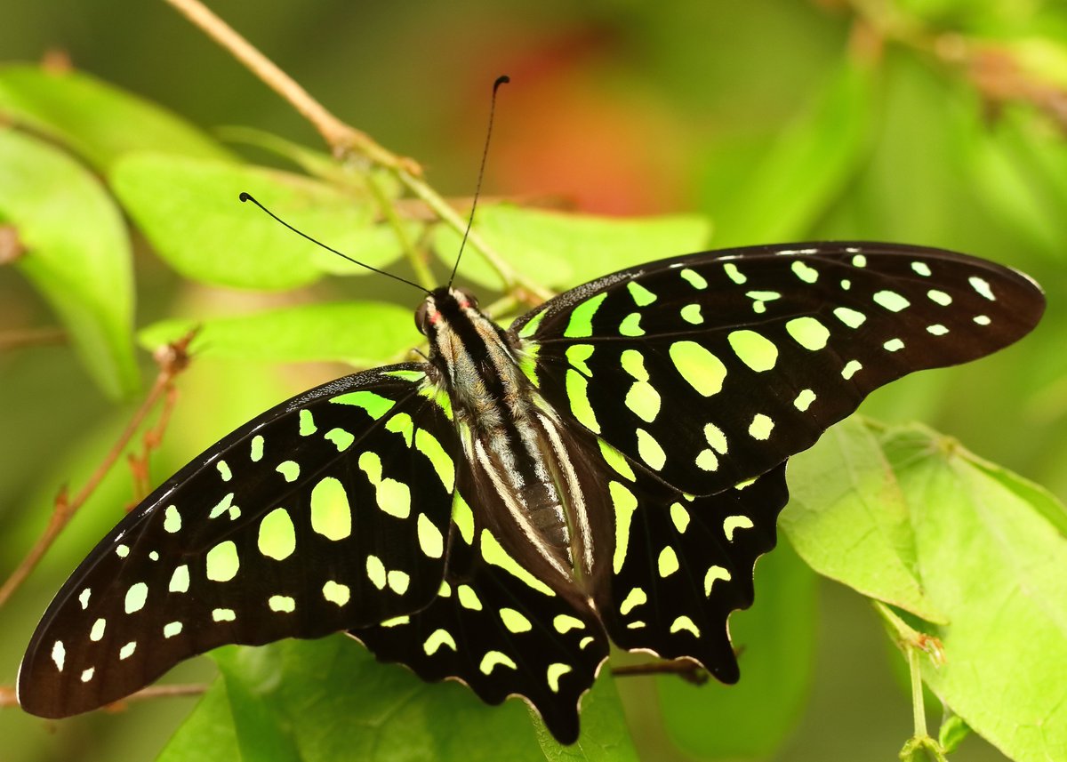 KaptainCosgrove's tweet photo. "Butterflies Of The World Charity Calendar 2023" ALL PROCEEDS (£7.50.per calendar) To 'The Friends Of Sefton Park'. Images, (January to April), Available (1st Dec) From The 'Boat House Kiosk' Cafe,Main Lake.
@ILoveSeftonPark https://t.co/gERssauDQZ