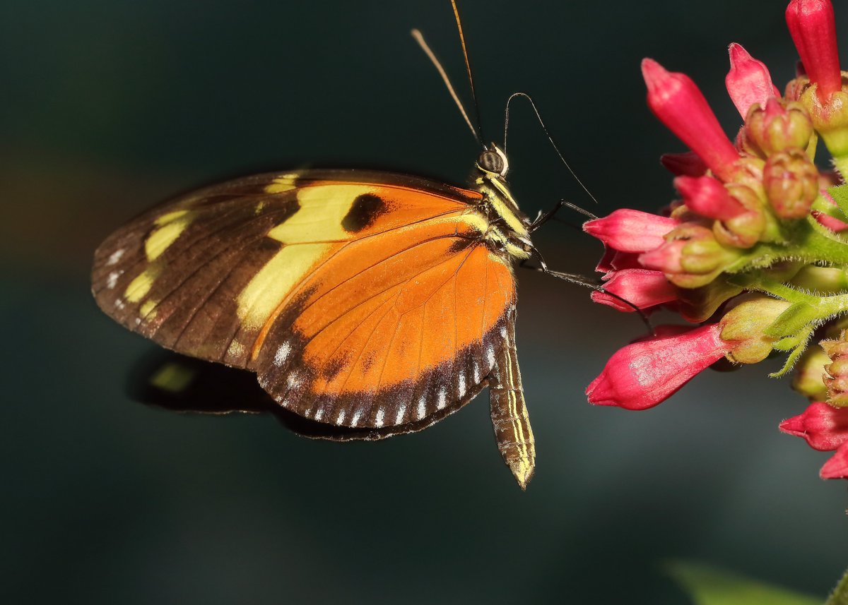 KaptainCosgrove's tweet photo. "Butterflies Of The World Charity Calendar 2023" ALL PROCEEDS (£7.50.per calendar) To 'The Friends Of Sefton Park'. Images, (January to April), Available (1st Dec) From The 'Boat House Kiosk' Cafe,Main Lake.
@ILoveSeftonPark https://t.co/gERssauDQZ