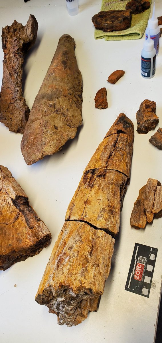 paleokeely's tweet image. Today&apos;s puzzle, can you guess?