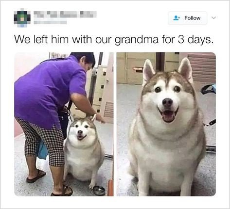 WholesomeMemes tweet media