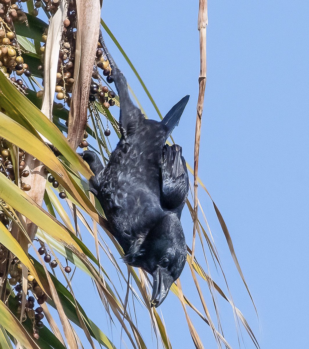 It’s that time of year when the crows come to feast on the palm trees across the street