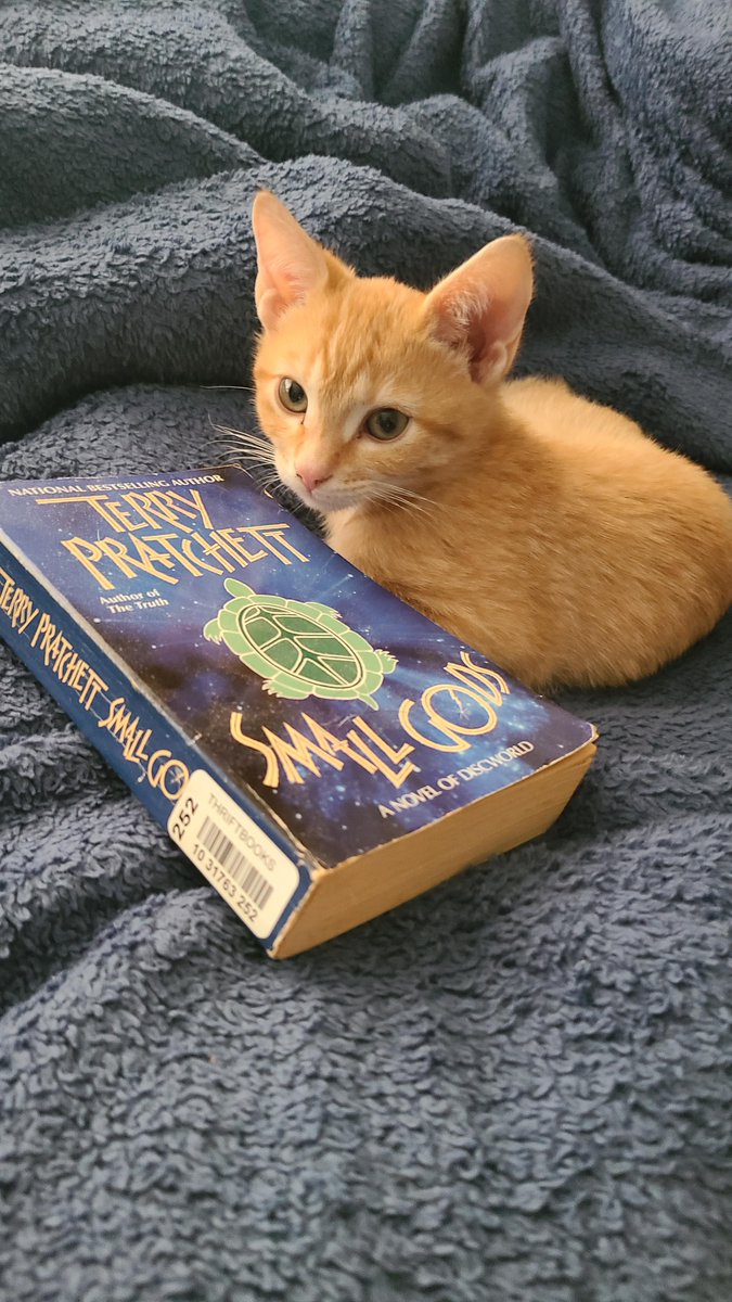 My new cat Cheetoh, aka lil puff, is a whopping 1.5 lbs. Found the perfect book for scale. redd.it/z85t3g