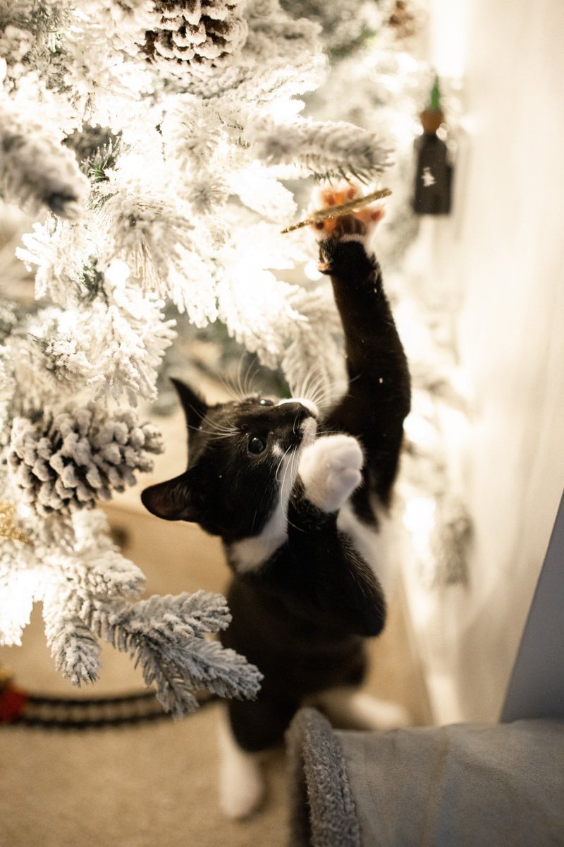 obeemegan2's tweet photo. I love Christmas!!! (Don’t worry mummy made sure it was safe for me) #kittensoftwitter #CatsOnTwitter #CatStar #christmas2022 #Festival #cute https://t.co/y8mWRw8Aqr