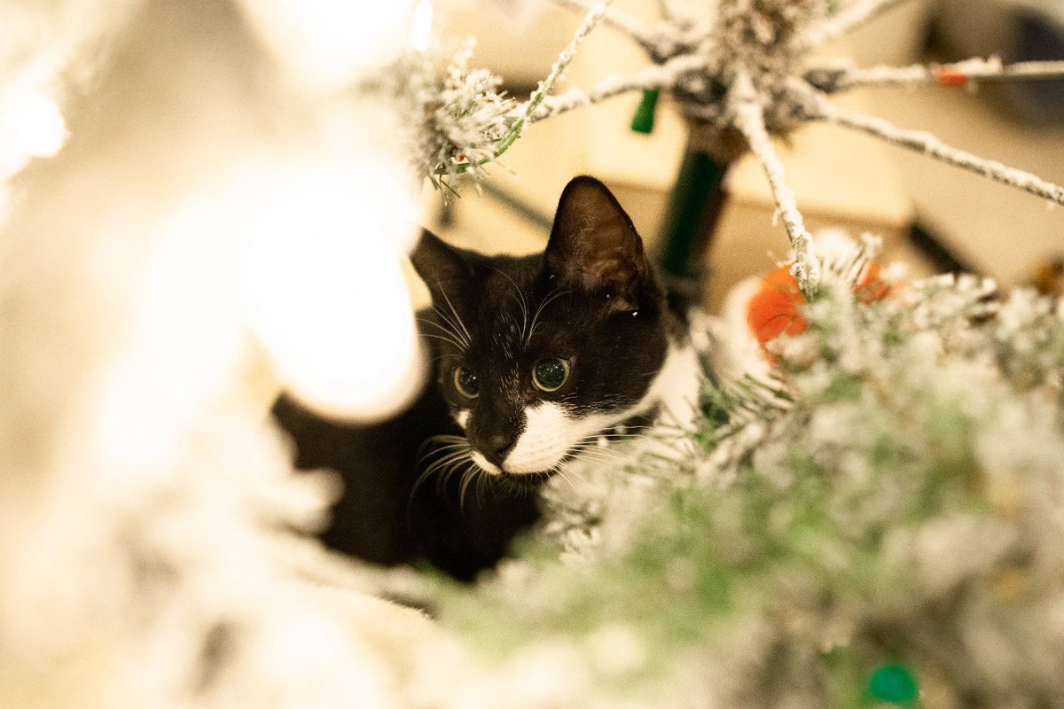 obeemegan2's tweet photo. I love Christmas!!! (Don’t worry mummy made sure it was safe for me) #kittensoftwitter #CatsOnTwitter #CatStar #christmas2022 #Festival #cute https://t.co/y8mWRw8Aqr