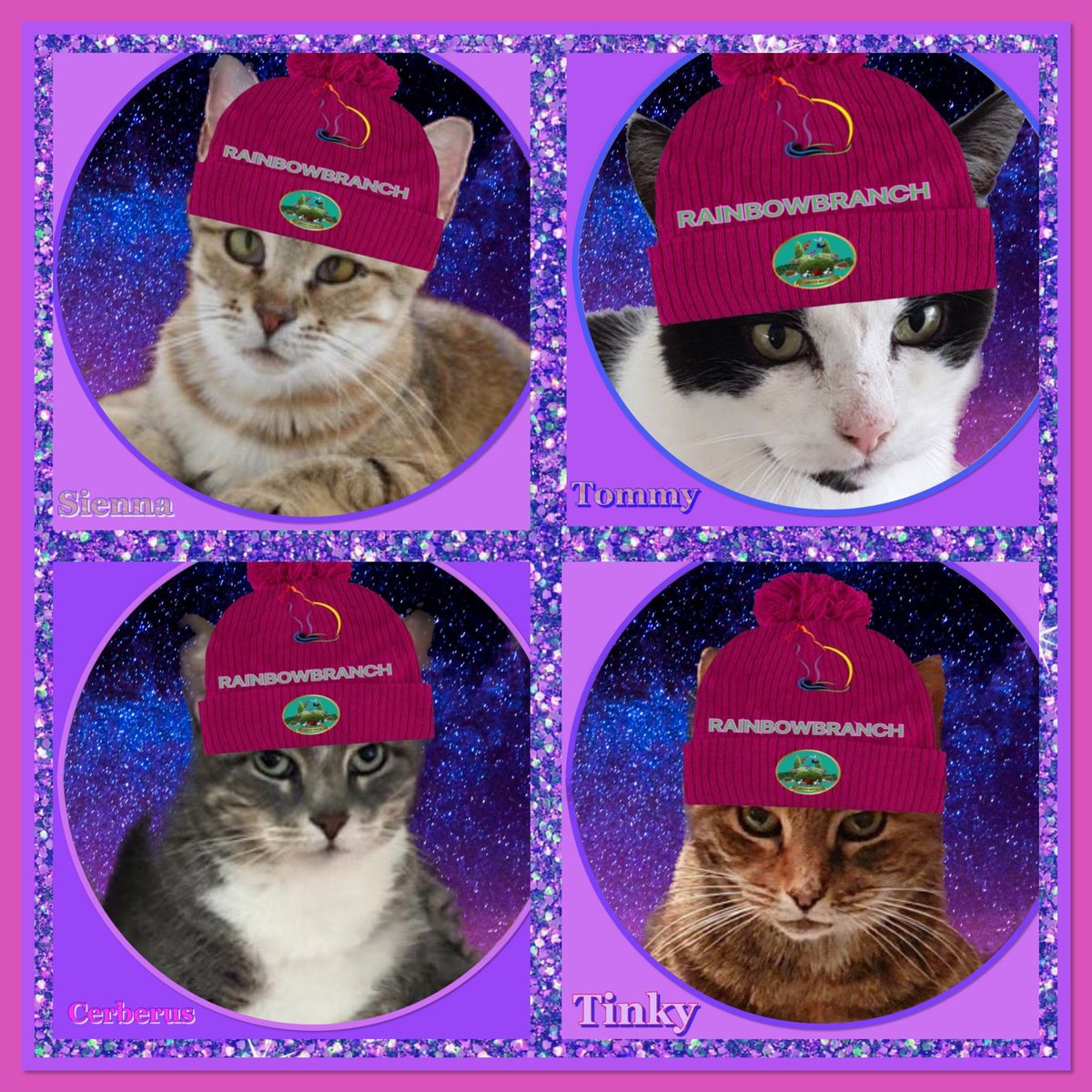 Hedgewatchers's tweet photo. Sienna (@FeLV_cat)
Tommy (@BrambleRamble4)
Cerebus (@FeLV_cat)
Tinky (@aka_layla)
Gone but not forgotten❤️
#Hedgewatch #RainbowBranch 🌈🐾 https://t.co/mmhwhKHlc1