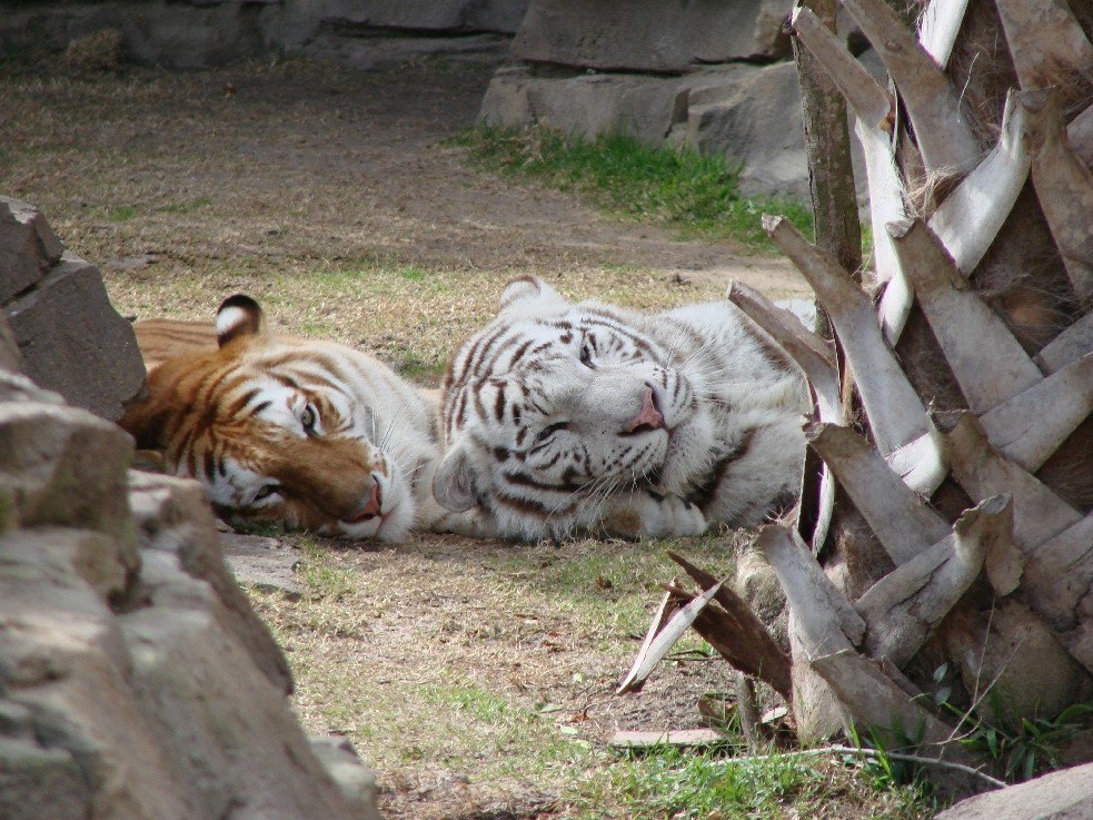 hourlyTiger (@hourlytiger) on Twitter photo 