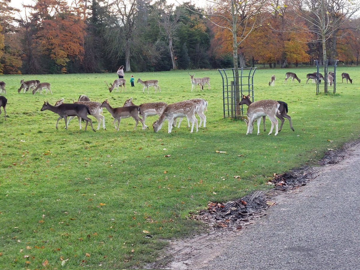 StephenMcGinn2's tweet photo. Some very important visitors showed up during our #SantaCycle Site Meeting today in Phoenix Park, waiting around on the main man ๐
So get the Christmas Jumper, fairy lights and decorations ready and join us on Sun 4th Dec at 1:45pm, should be a great cycle https://t.co/N6bw8jt2rv
