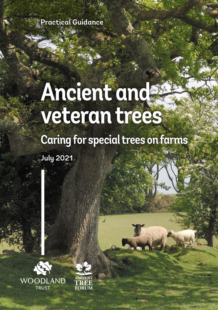 AdamCormack_'s tweet photo. How can you do that? Why we have a simple guide (written jointly with our friends @AncientTreesATF) about this very subject: 
https://t.co/aRHxikcga9 https://t.co/ZUIibFFLis