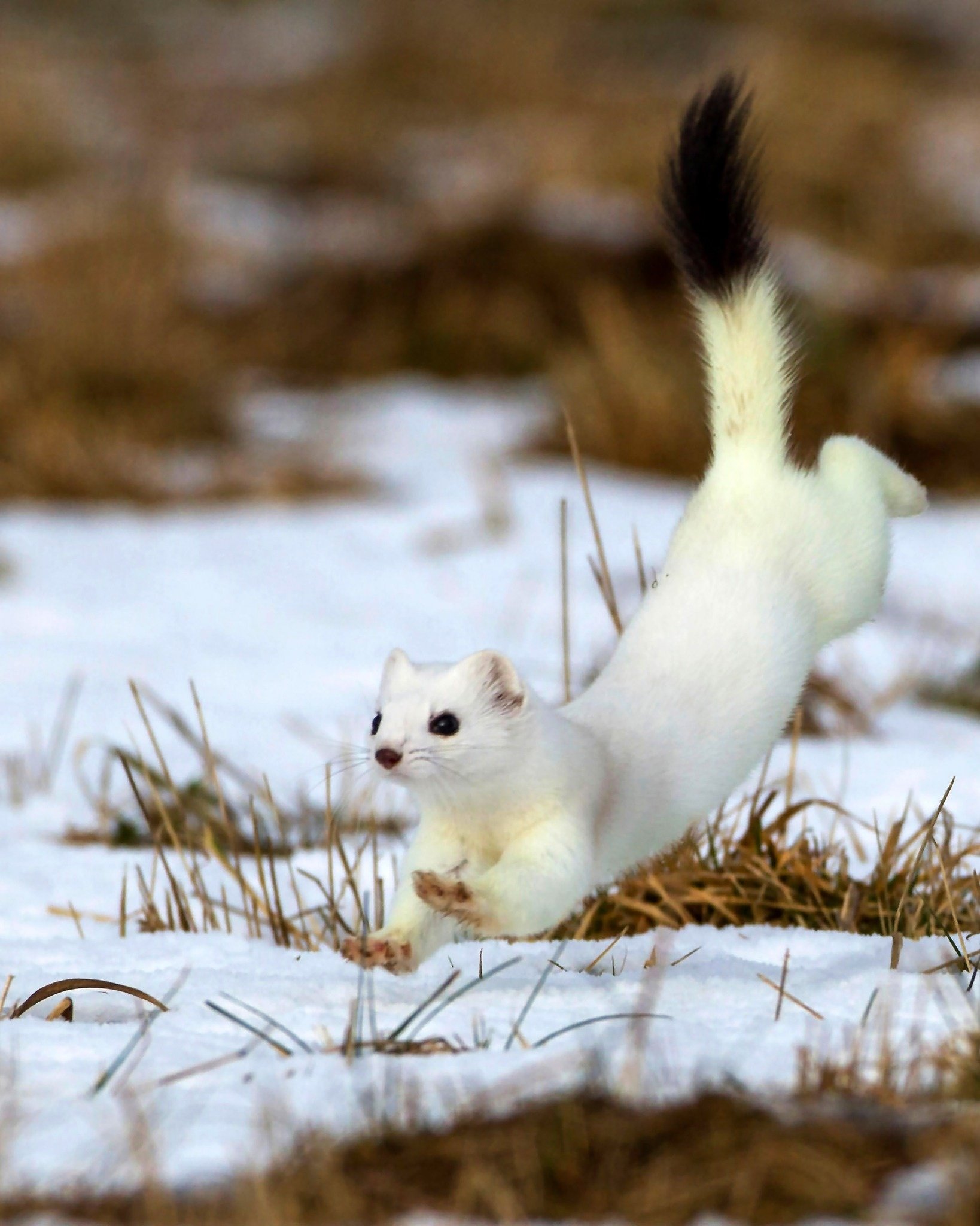 Inscription Stoat