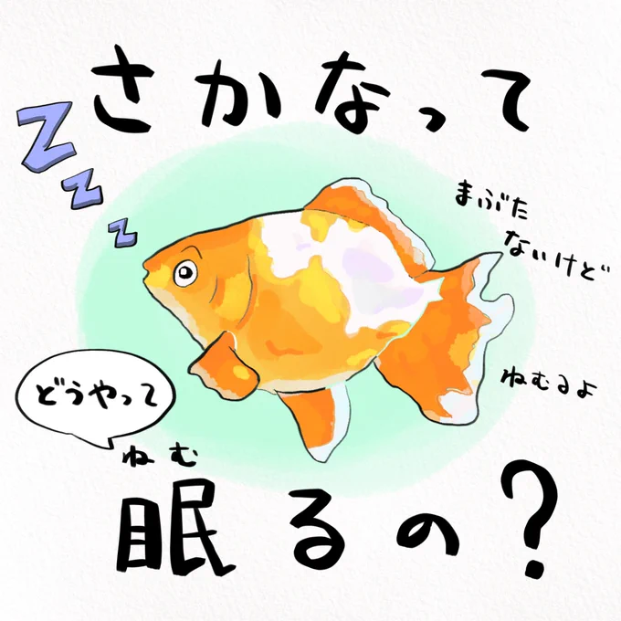 Q. さかなってどうやって眠るの?
A. バラエティ豊かです 