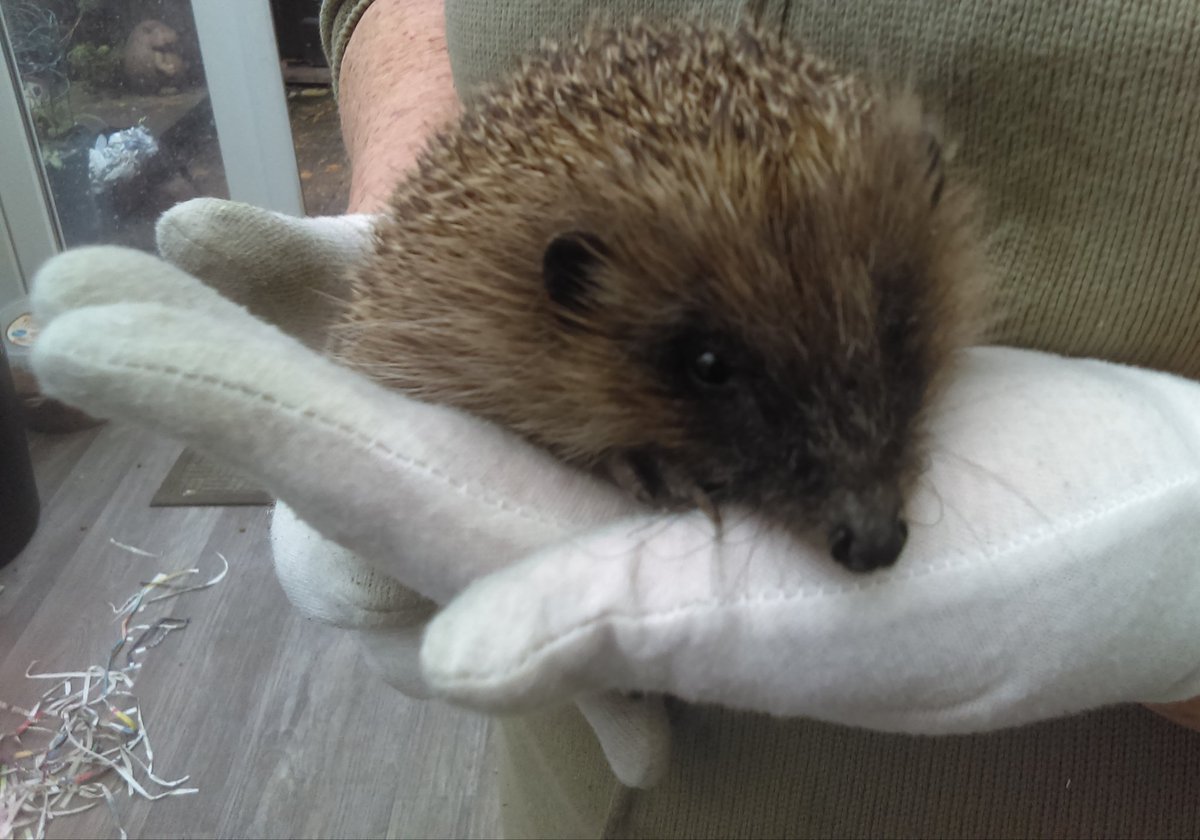 A message has been sent out to our direct debit donors tonight(from Emma email)
Since the donation supplier updated their system we have become aware some existing have been cancelled by the banks. A link to the donation page has been inc if u wish to continue with support
Tysm