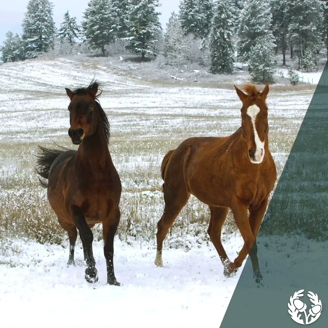 acorn_dev's tweet photo. Located just a short distance from our Whitby homes, you can experience a majestical horse ride at #KuzenkoStables. Trot through the snow on a 45 minute scenic trail for just $60 a person. This escapade is perfect for the whole family to enjoy on a snowy winter day! https://t.co/VCg09aHcM4