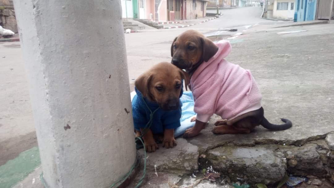 HydeTercero's tweet photo. Cachorras buscan hogar responsable. Están en Soacha. Mayor información 3105834829 https://t.co/VjOjBGsp1A