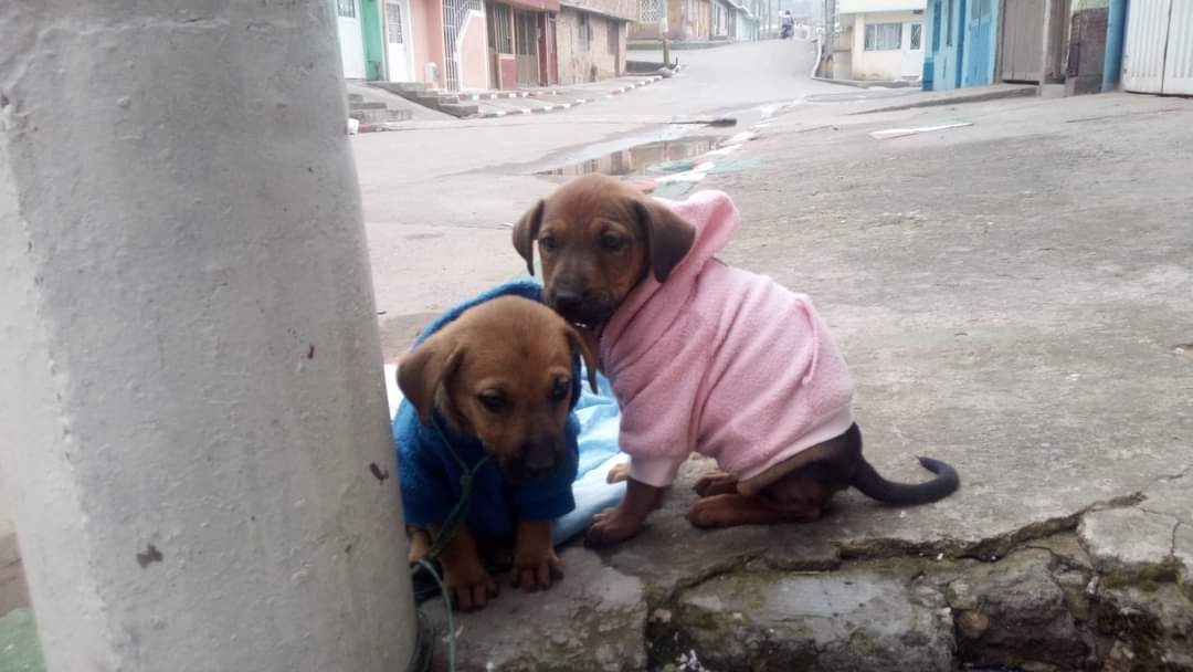 HydeTercero's tweet photo. Cachorras buscan hogar responsable. Están en Soacha. Mayor información 3105834829 https://t.co/VjOjBGsp1A