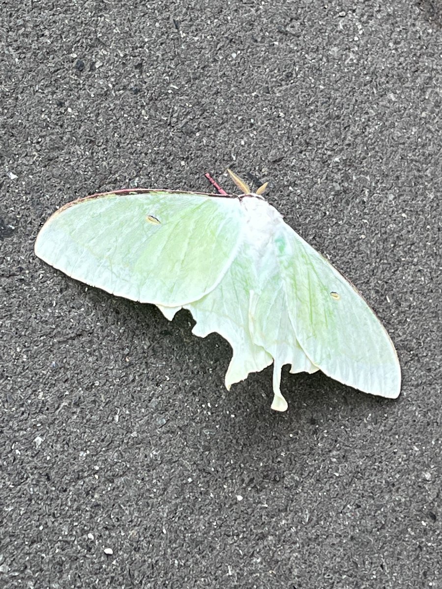 駅のホームにオオミズアオいた!
葉っぱみたい! 