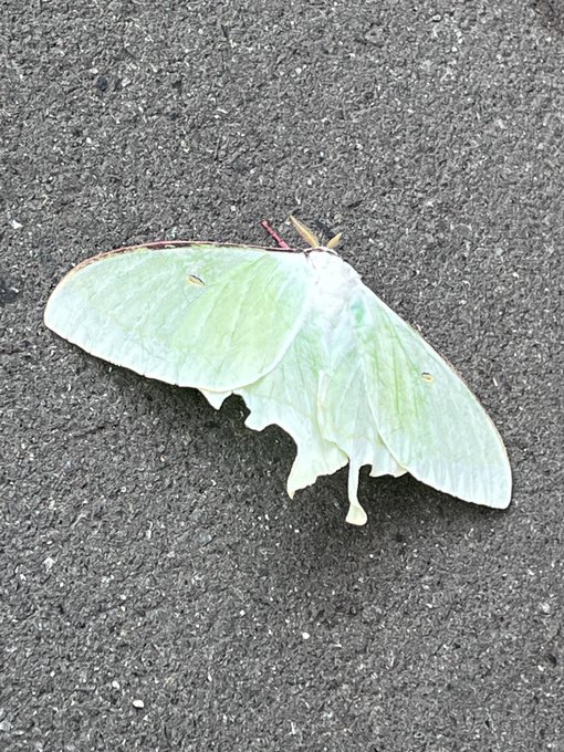 駅のホームにオオミズアオいた!
葉っぱみたい! 