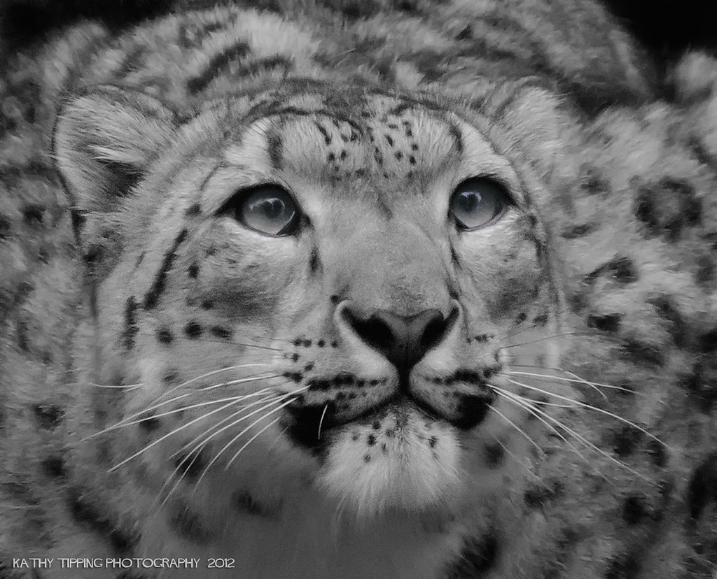flickrsneps's tweet photo. #snowleopard #ユキヒョウ
https://t.co/Xy4iB3Mh5l https://t.co/ZLT6WLNt6s