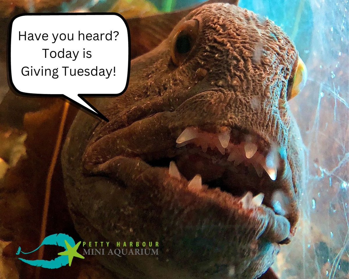 ICYMI: It's Giving Tuesday! 
All donations to the Mini Aquarium directly support all operations of our small non-profit, from public education to animal care.
Please click here to donate: miniaqua.org/donors