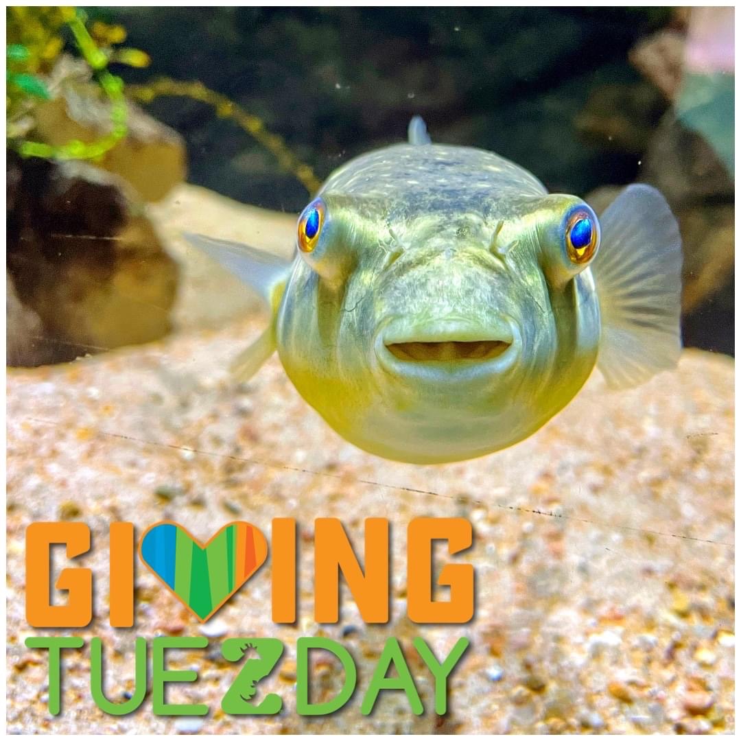 There’s still time to make an impact during #GivingZOOday. Your gift will help secure a future for wildlife!