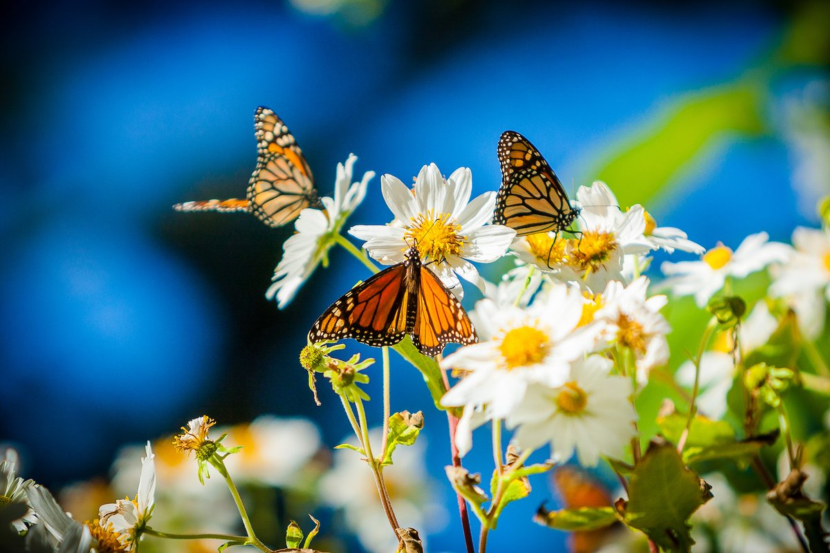 Join us this #GivingTuesday in supporting the western monarchs! Let's protect and preserve the state parks that offer safe overwintering sites for monarchs. Give today and your gift will be DOUBLED by our partners at @united. 🦋 ow.ly/jTV050LIxZv. #CalparksMonarchs