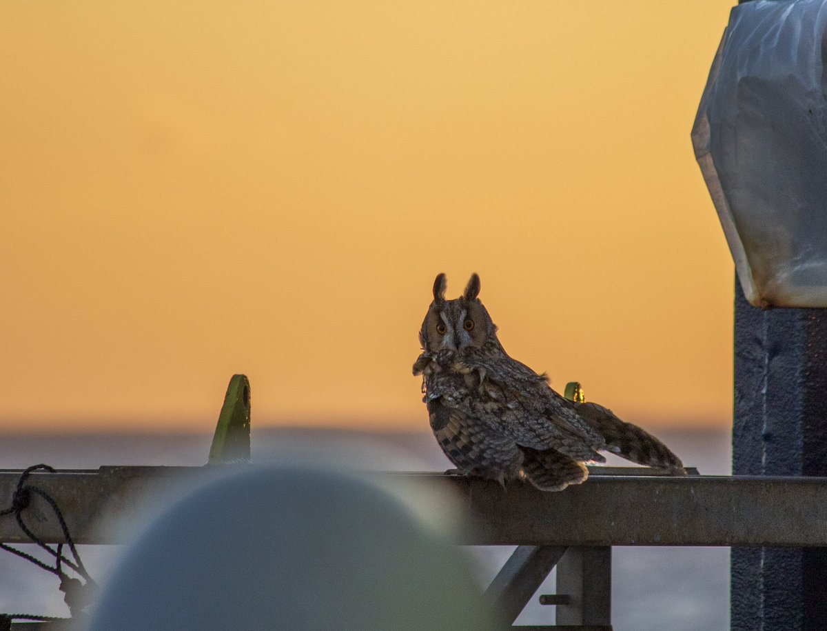 cytheropteron's tweet photo. A surprising visitor delighted us at sunrise today; an eagle-owl (Bubo bubo) all the way out at the Shackleton Site U1385. Eagle owls are one of the largest species, growing up to a length of 75 cm with a wingspan of 188 cm! #exp397 @TheJR https://t.co/7laYxJdoYL