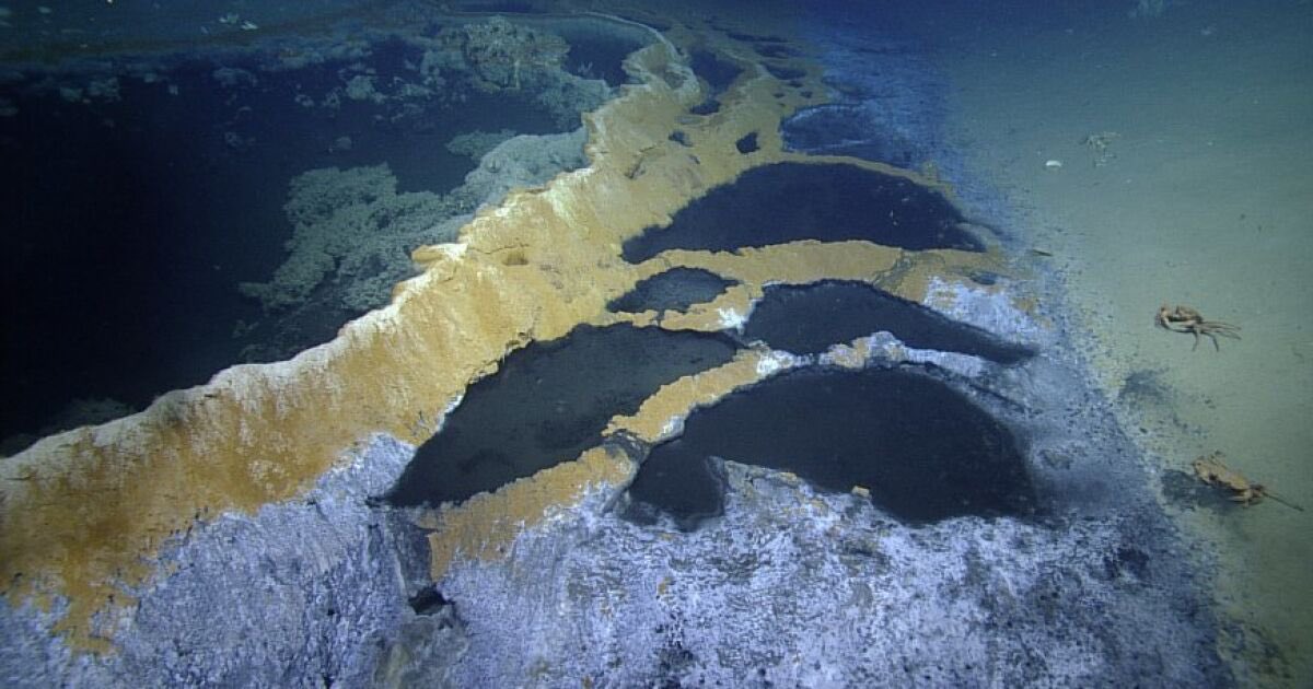 seacreature_otd's tweet photo. here are some examples of what brine pools look like !! https://t.co/9WaxkoVLox