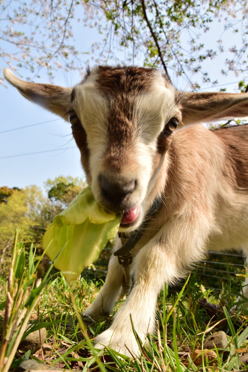 ヤギの人 on Twitter