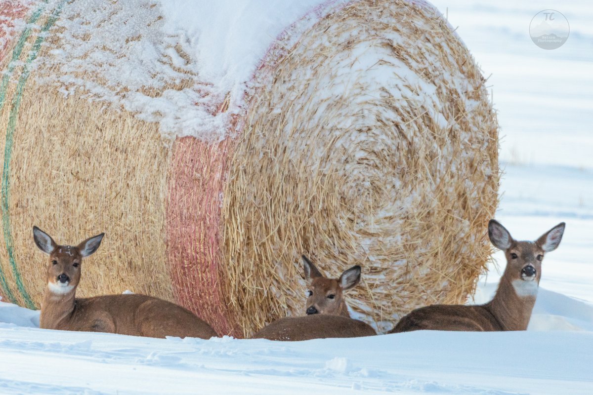 You just have to take shelter any way you can on the frozen prairie.

#deer #whitetail #whitetaildeer #albertawildlife #wildlifephotography