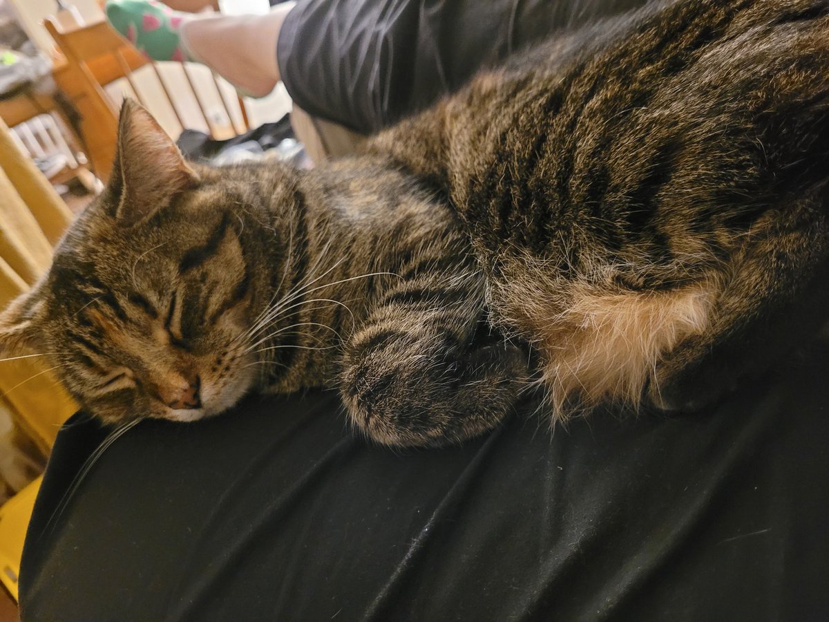 kwokoff17's tweet photo. @abbychan_6 I'm not sure how I can send dopamine internationally so here is a picture of my cat instead https://t.co/CG2AcgSJ4s