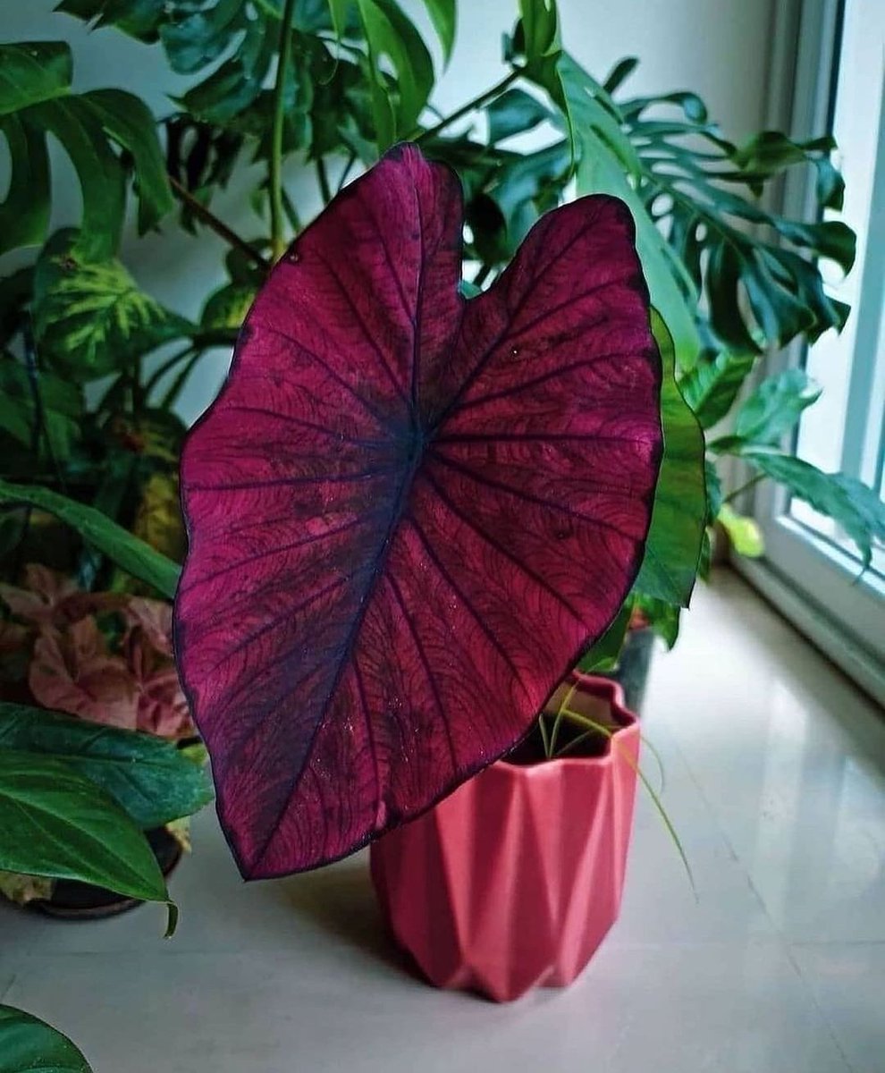 HobbyistPlant's tweet photo. Colocasia Black Magic has stunning leaves 🌿 https://t.co/GgawSPYBzO