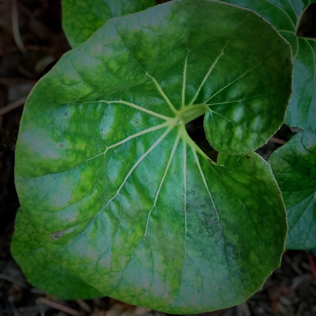 molson1946's tweet photo. Our leopard plant bloomed today. Every year the plant and freezing weather race. The leopard plant won this year.  #flower #leopardplant #bloom https://t.co/TA3PJS8VYl
