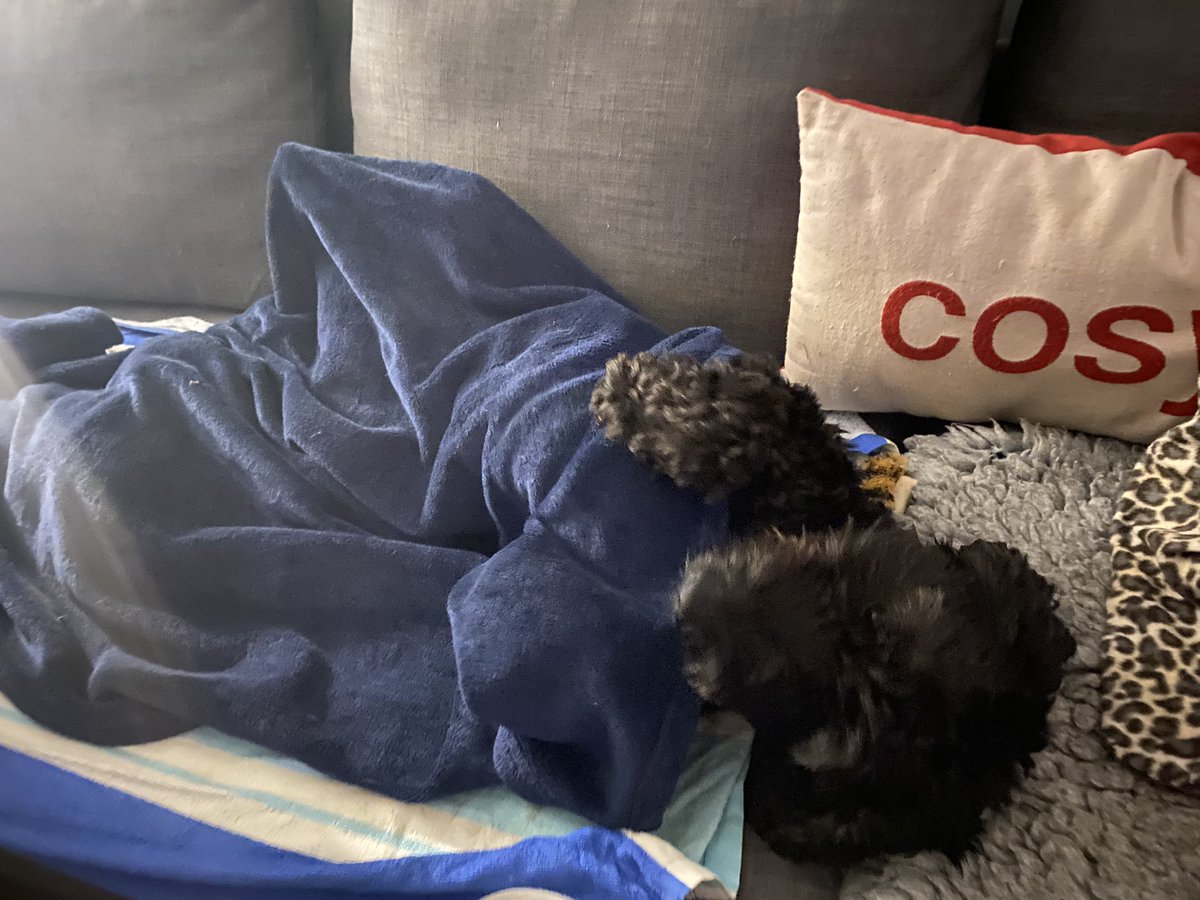 ted_bramble's tweet photo. #BTposse we doos luvs it when hoomum does tucks us in for beddy bumps. We doos luvs her https://t.co/dhXtBRrVlD