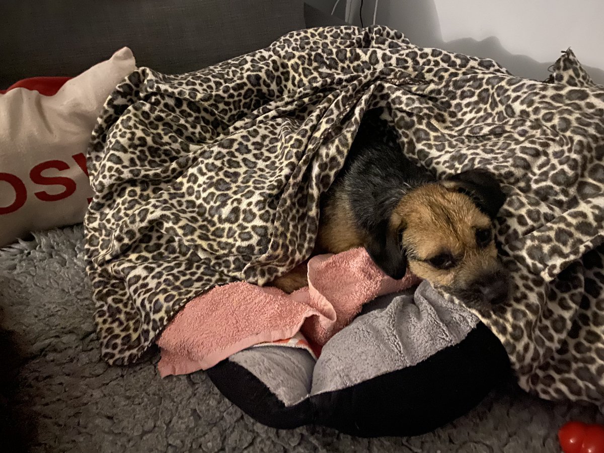 ted_bramble's tweet photo. #BTposse we doos luvs it when hoomum does tucks us in for beddy bumps. We doos luvs her https://t.co/dhXtBRrVlD