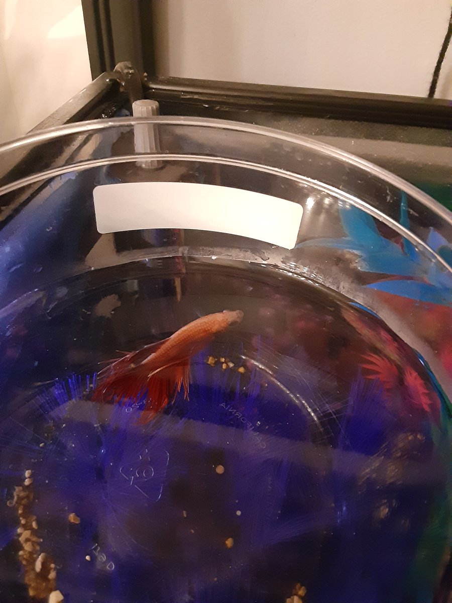 DMGuay's tweet photo. I didn't plan to adopt a fish today. But poor Karloff looked so sick and sad , he had to live out the rest of his days in my nice warm clean tank....
#fishlady https://t.co/ife8UUKGAq