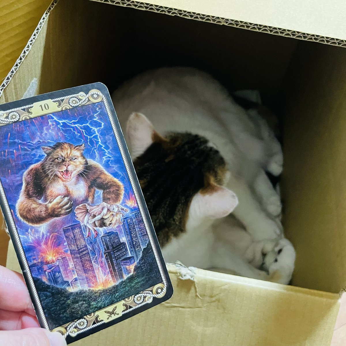 oraclerinko's tweet photo. 11/30霧が晴れる日🌄精神的に成長したことで悩みの種が消えるでしょう😊これまでの事が受け入れられ自分を肯定できます。ある意味悟りの境地とも言えます。その結果、次のステージに進めるので事態が好転するでしょう✨ #10ofSWORDS #秘密基地ニャ #タロット #猫 https://t.co/dR2HX2hXEX