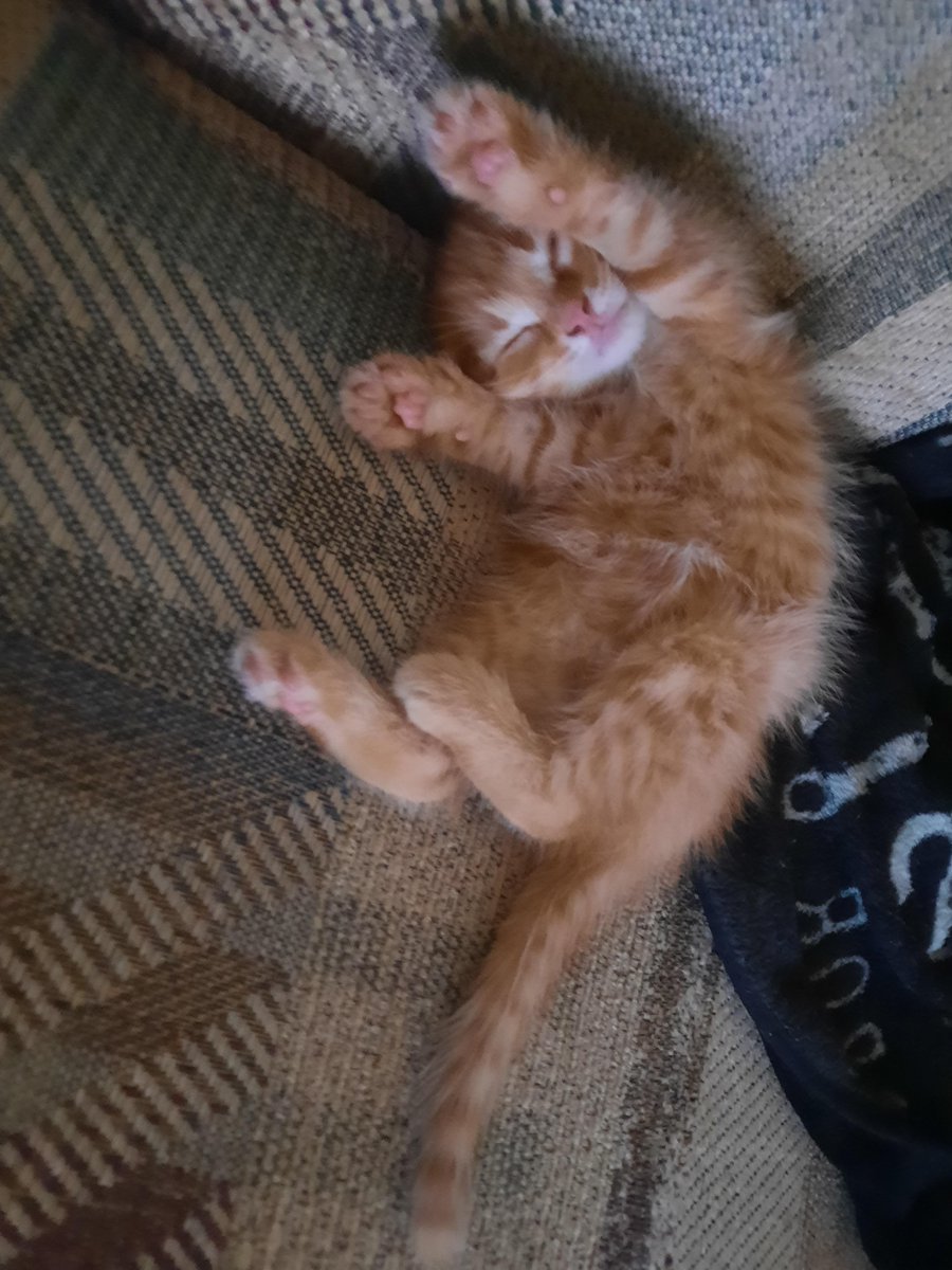 Taking an illegally smol nap redd.it/z868s3