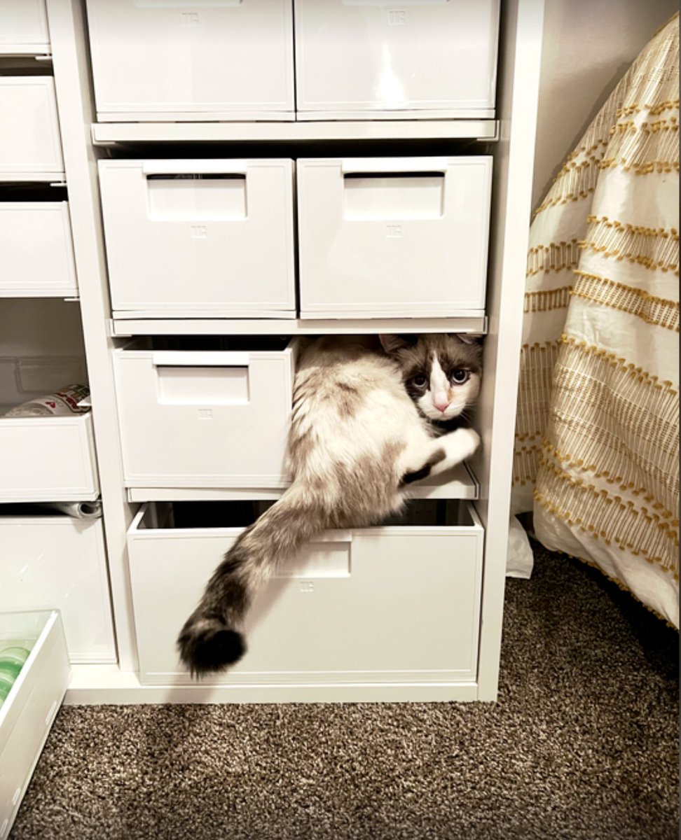 createroom's tweet photo. Looks like the Cubby is kitty approved! ✔️ ❤️ 

Did you know you can stack the Cubby for extra storage space?

#organization #createroom #dreambox #storagespace https://t.co/vU8AAXRVM8