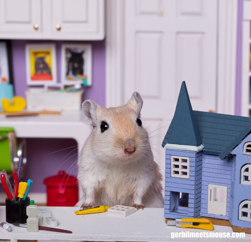 GerbMeetsMouse's tweet photo. #dollhouseminiatures #miniaturesofinstagram #gerbilsofinstagram #gerbil #gerbille #rennmaus #petoftheday #petphotographer #rement #animalswithminiaturethings #rodent #rodentlove #pocketpets #petstagram #petlovers https://t.co/GYjjhRhM9P https://t.co/X0eQ0QiCBH